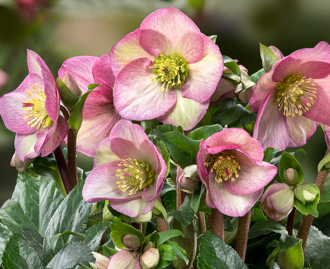 Helleborus Gold Collection® Ice N' Roses® 'Rosetta' – Romence