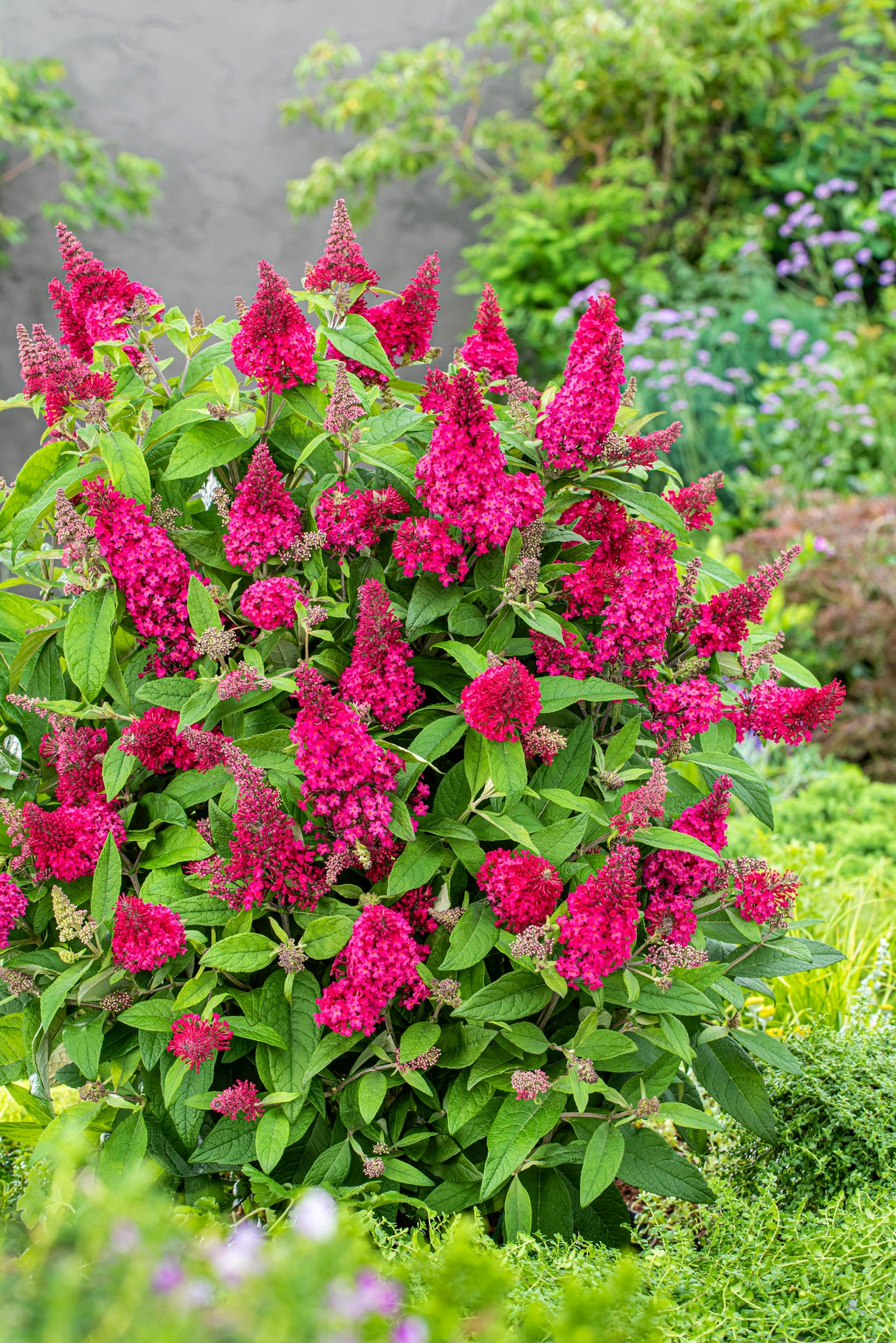 Buddleia Davidii Butterfly Candy® 'Lil Raspberry™'