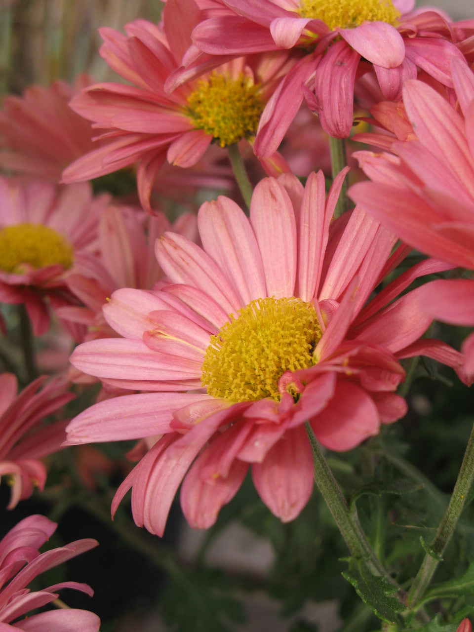 Close-up of pink flowers with yellow centers on a blurred natural background