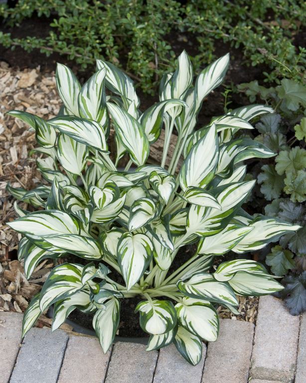 Hosta 'Fireworks'