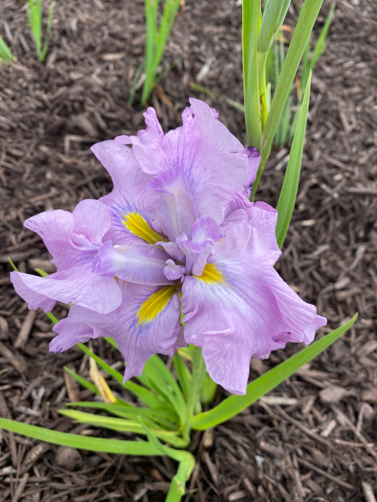 Iris Ensata Dinner Plate™ 'Tub Tim Grob'
