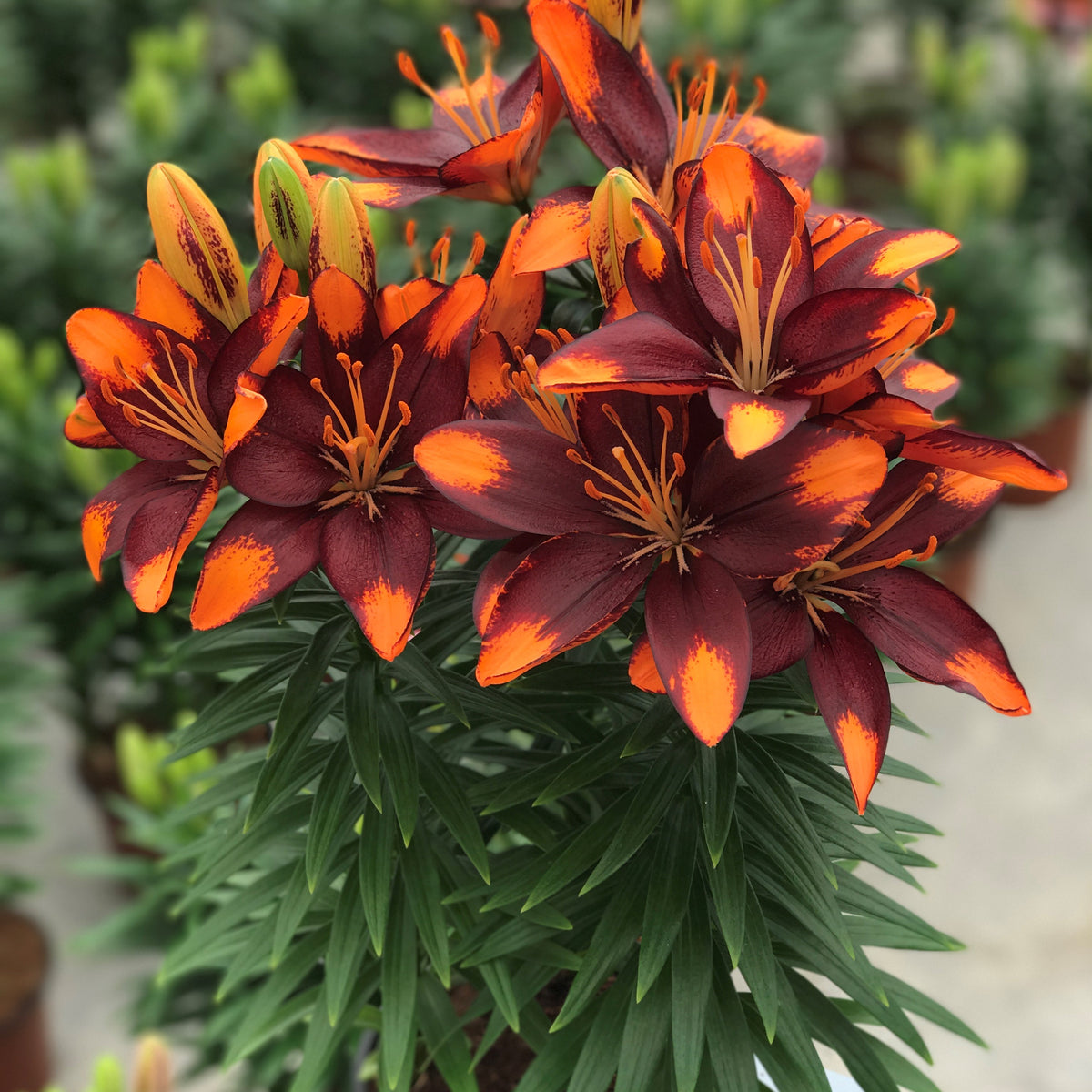 Lily Asiatic Lily Looks 'Tiny Lion' – Romence Gardens & Greenhouses