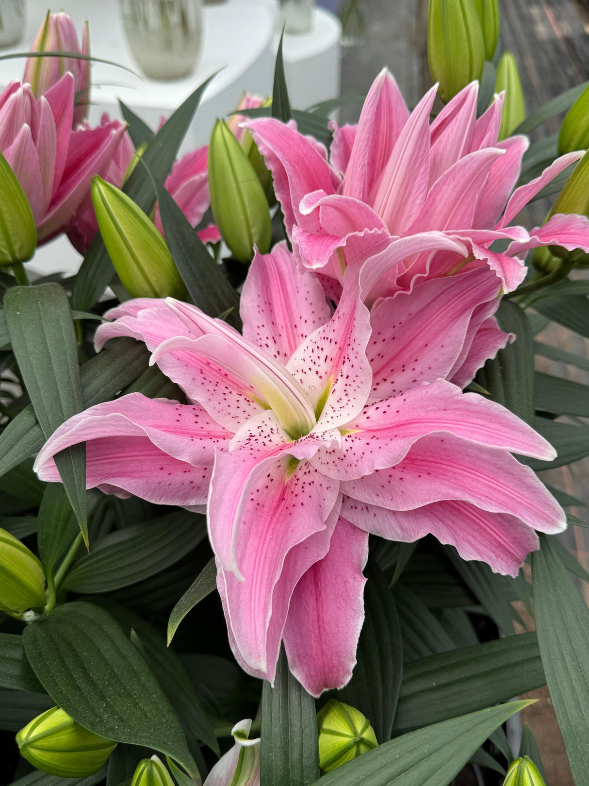 Lily Oriental Rose Lily™ 'Azra'
