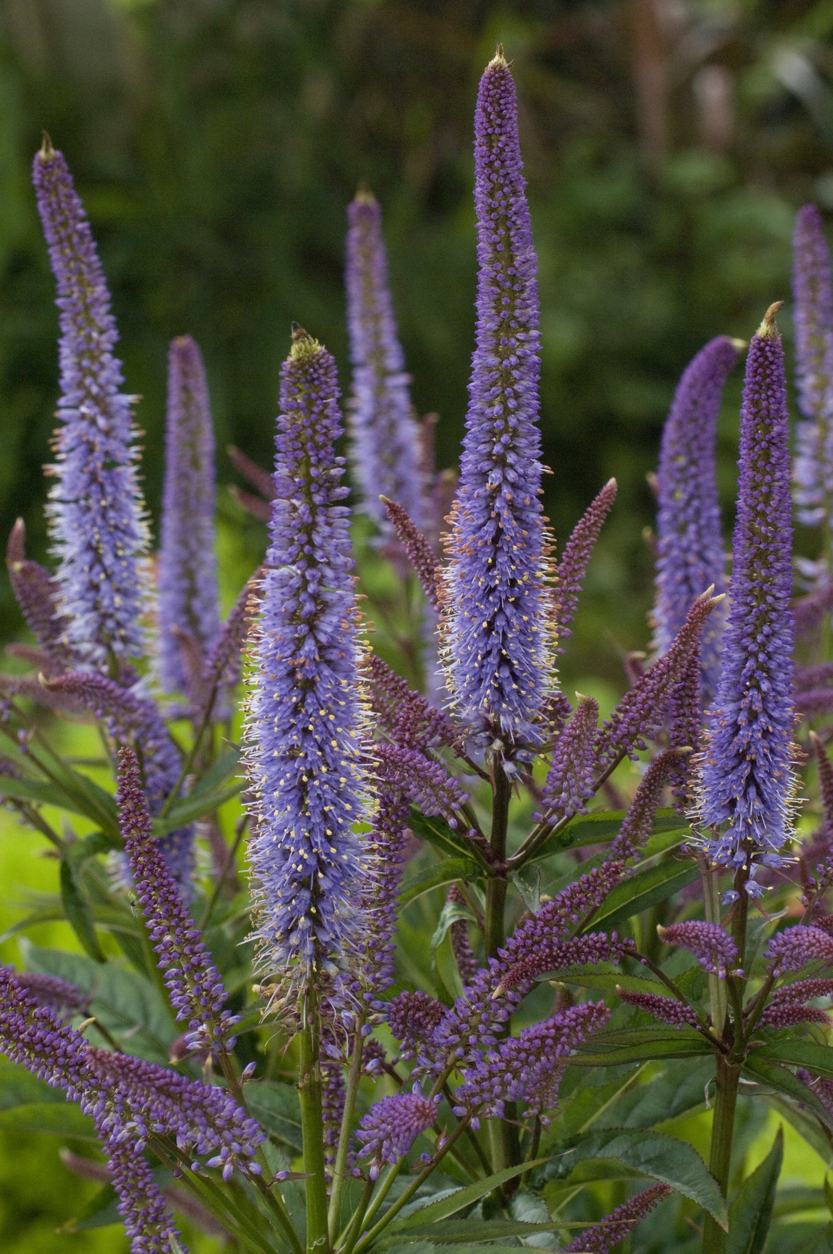 Veronicastrum virginicum 'Cupid'