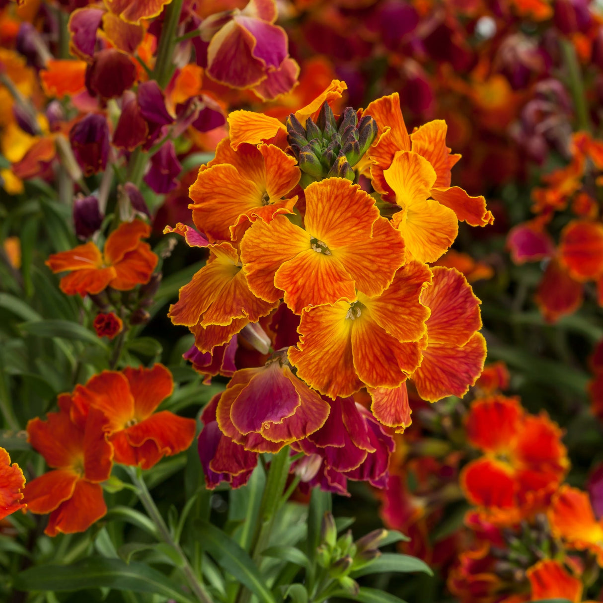Erysimum x Erysistible™ Series 'Fire'