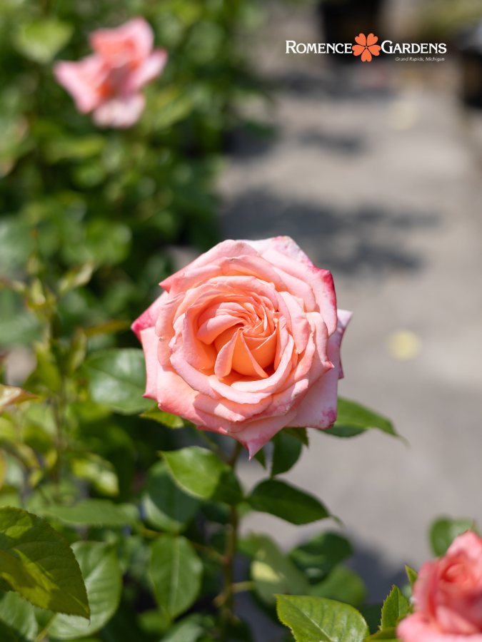 Rose 'Heavenly Scented™'