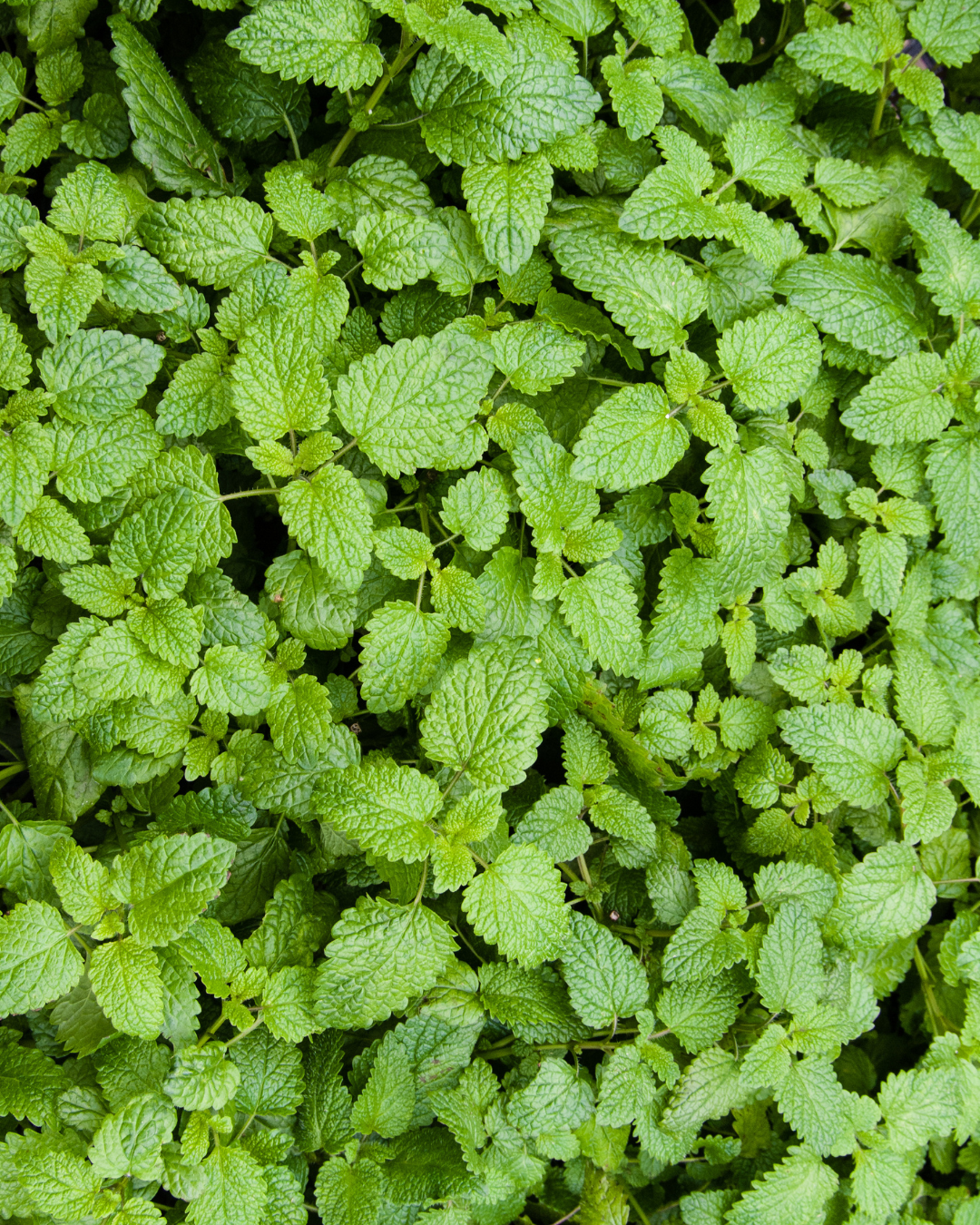 Catnip
