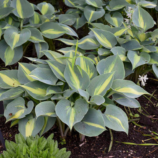 Hosta 'Touch of Class'