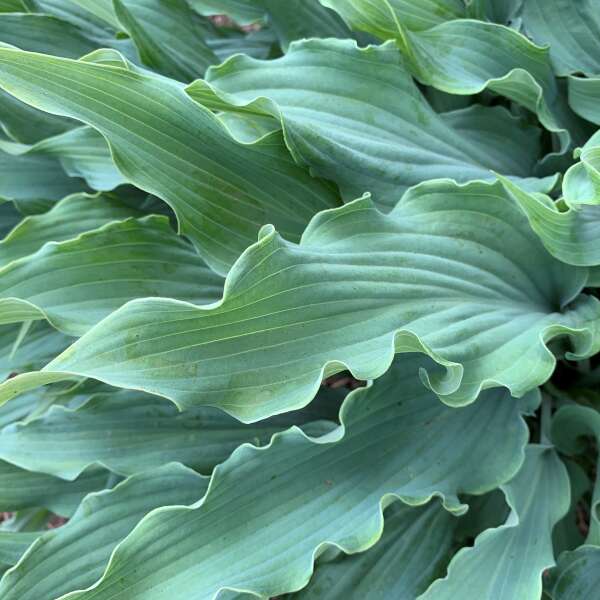 Hosta 'Wild Imagination'