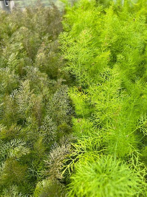 Bronze leaf along side Florence fennel