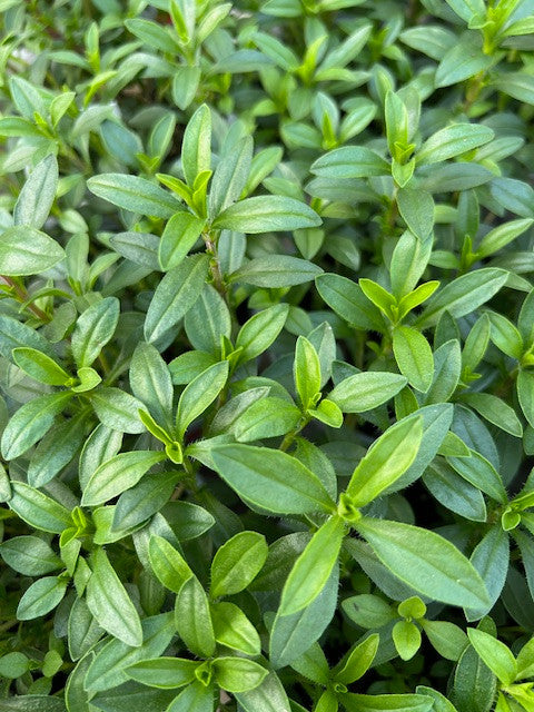 Winter Savory