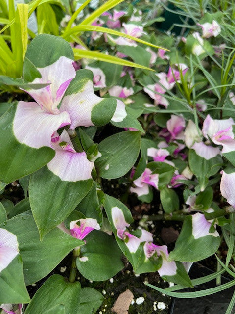 Tradescantia 'Blushing Bride'