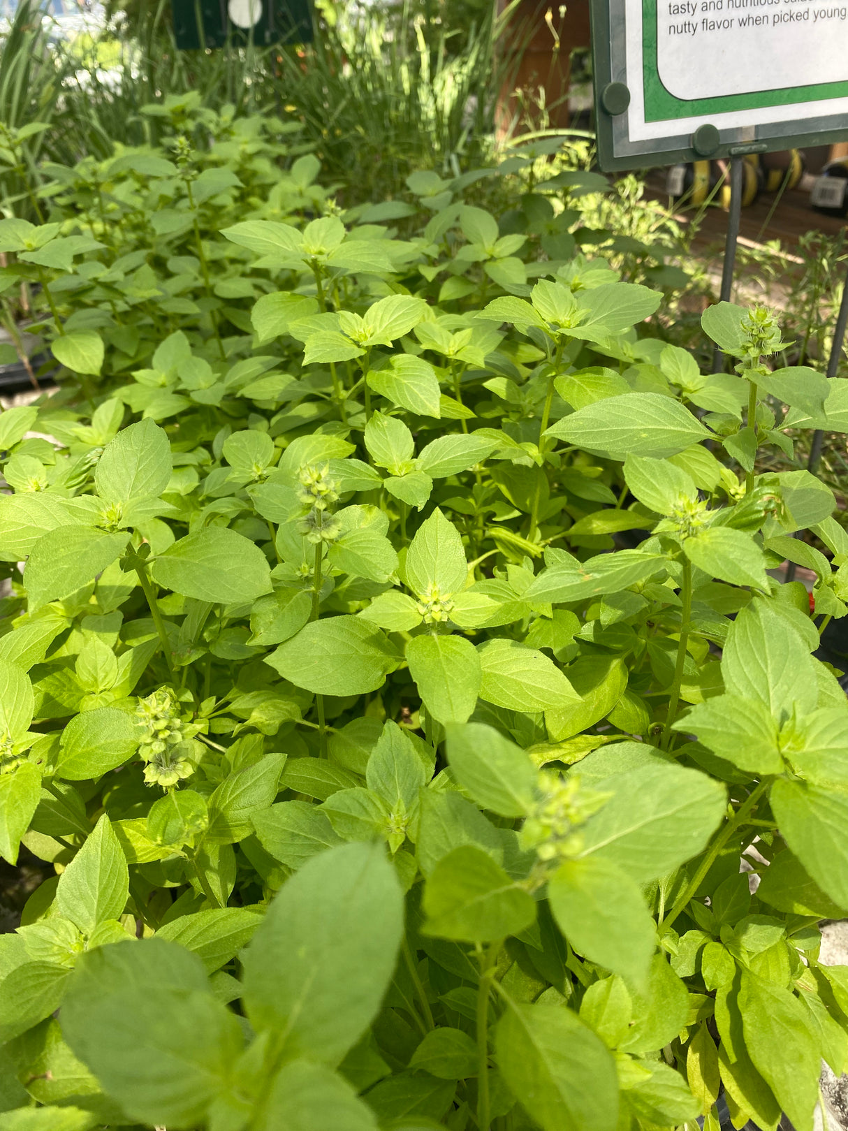 Ocimum basilicum - Basil