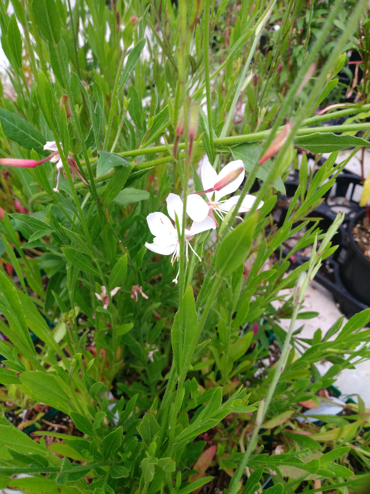 Gaura lindheimeri 'Siskiyou Pink'