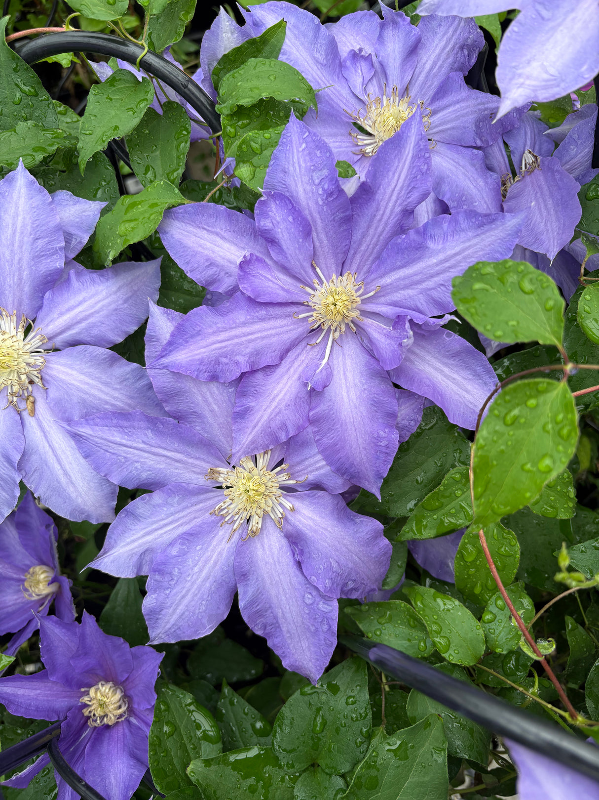 Clematis 'H.F. Young'