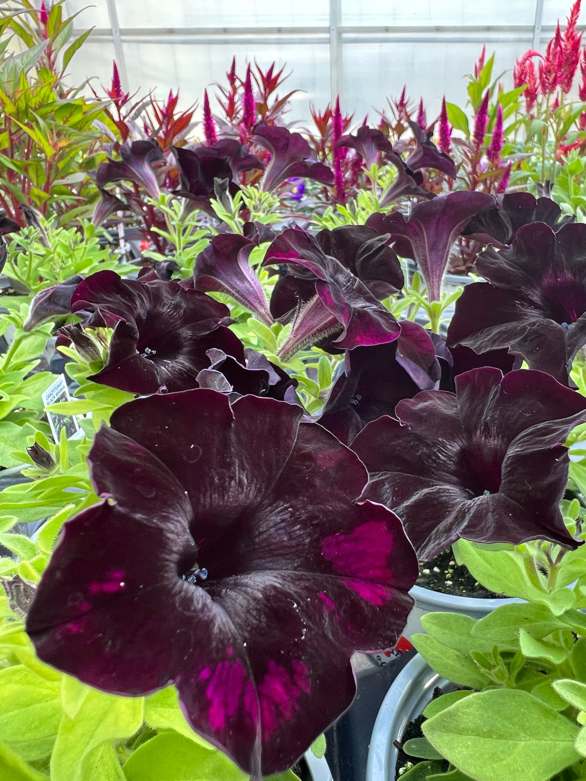 Petunia Crazytunia® Black Mamba