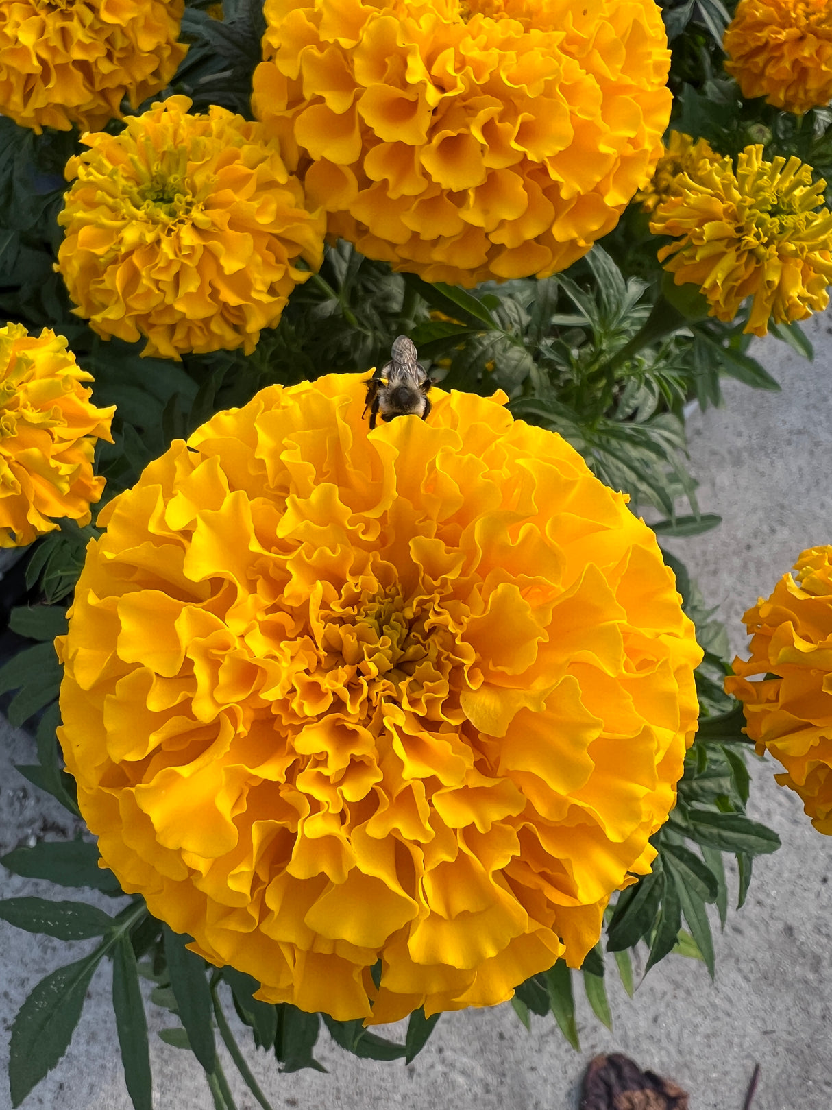 Marigold 'Taishan Gold'
