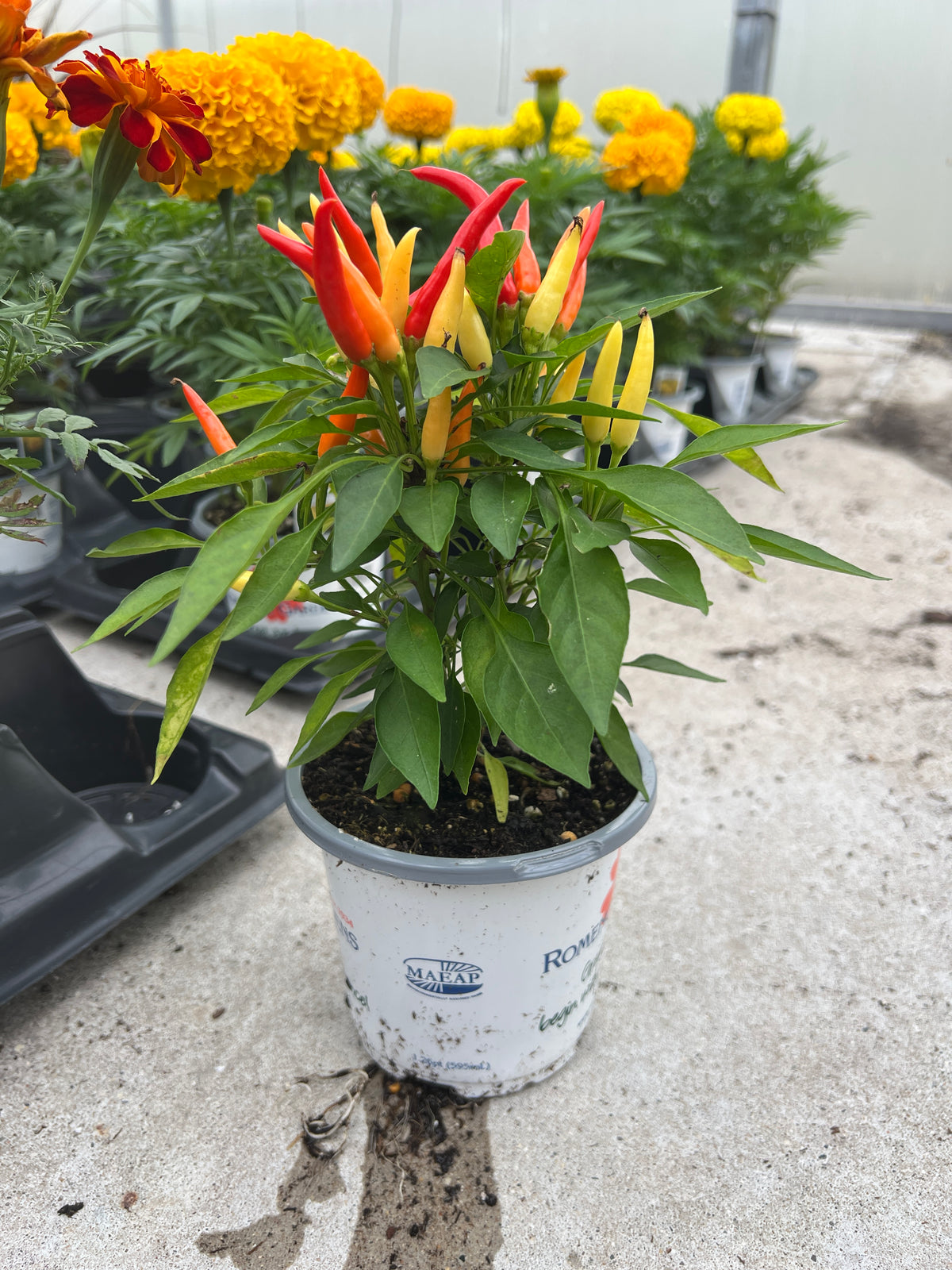Ornamental Pepper 'Medusa'