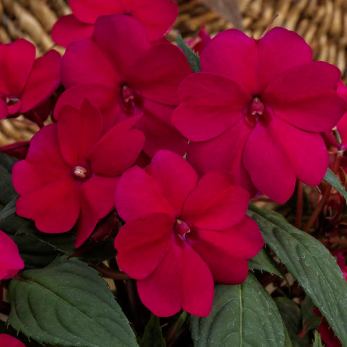 Impatiens SunPatiens® Compact Royal Magenta