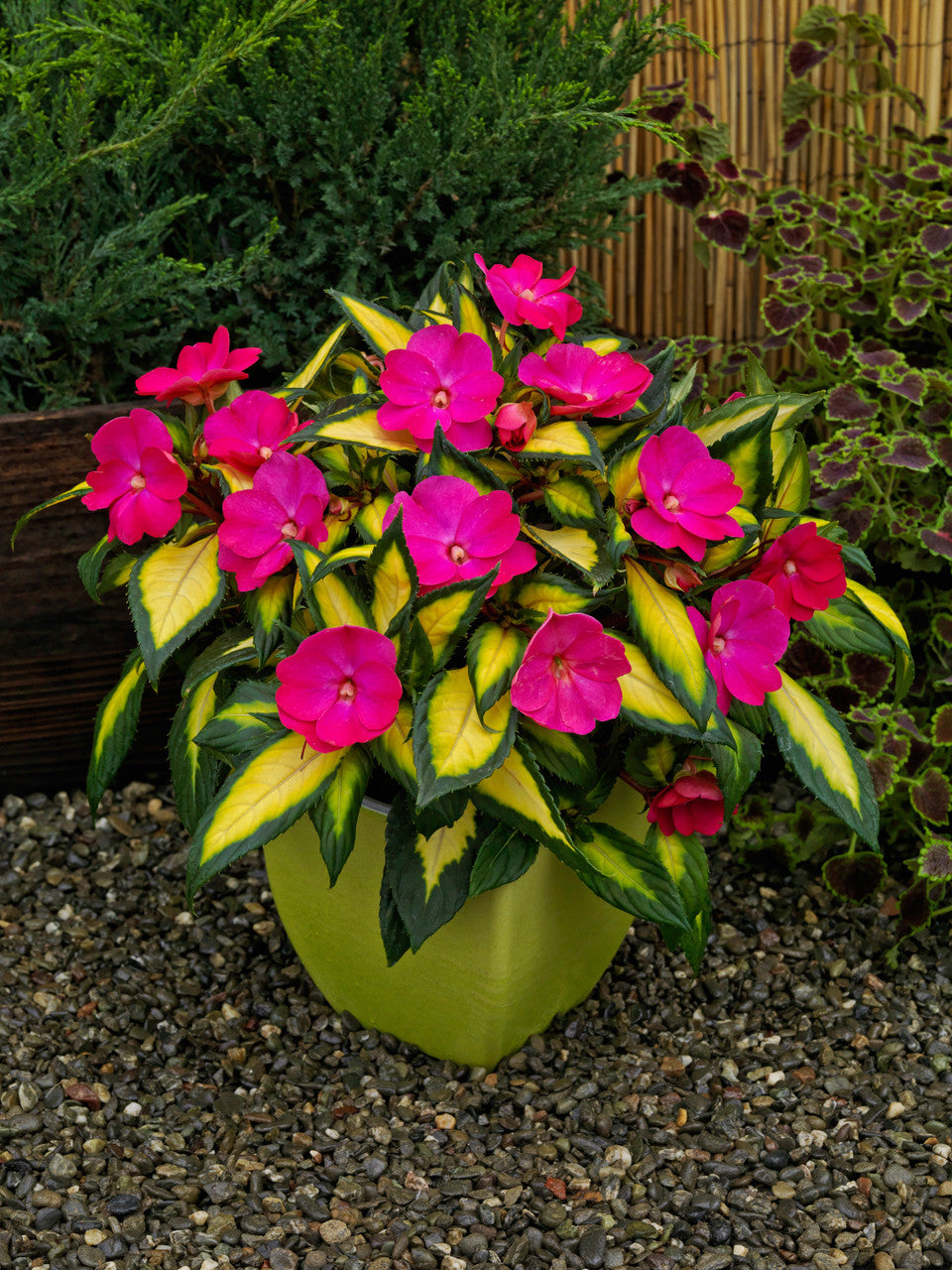 Impatiens Sunpatiens® Compact Tropical Rose pot