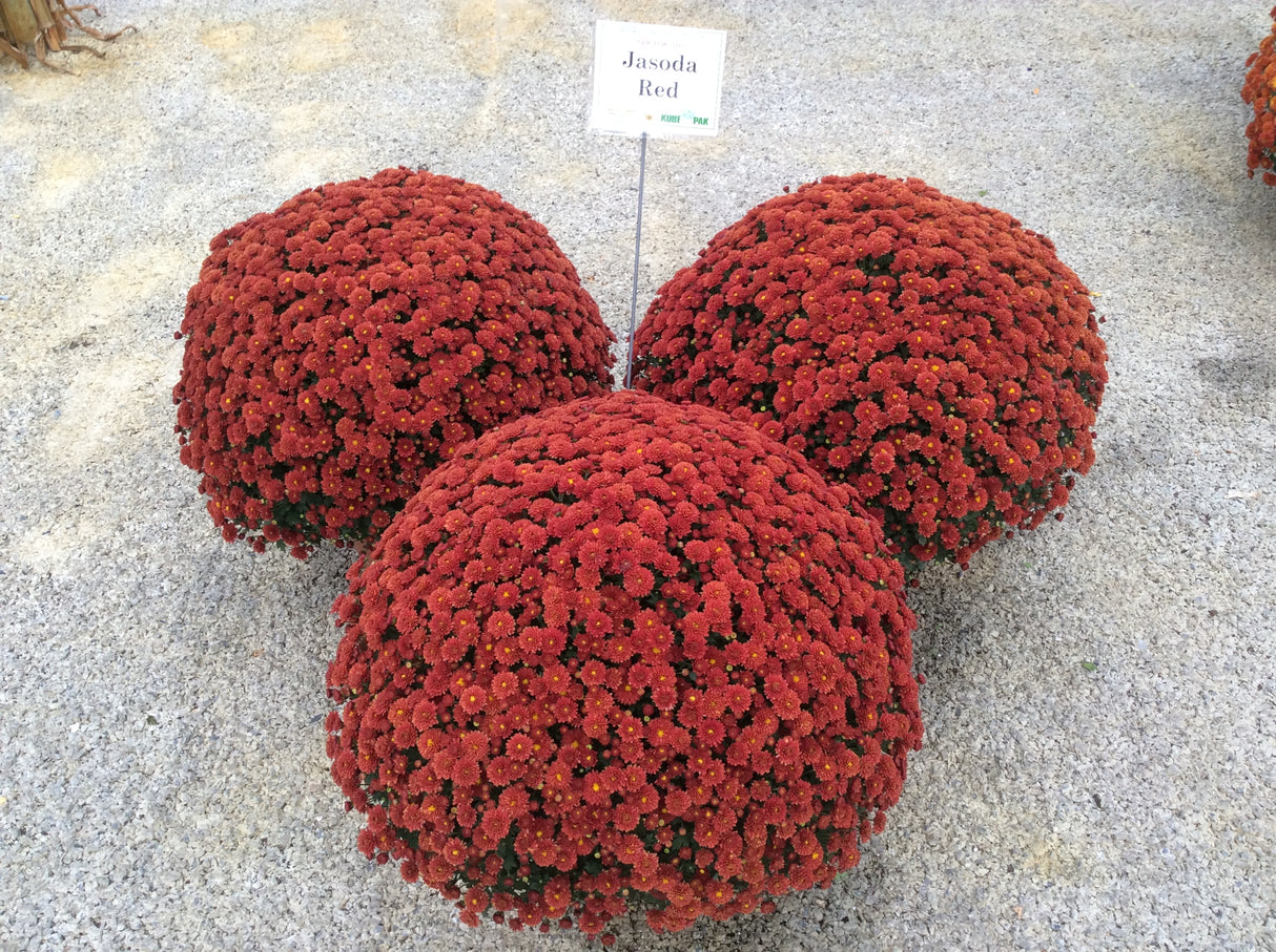 Chrysanthemum 'Jasoda Red'