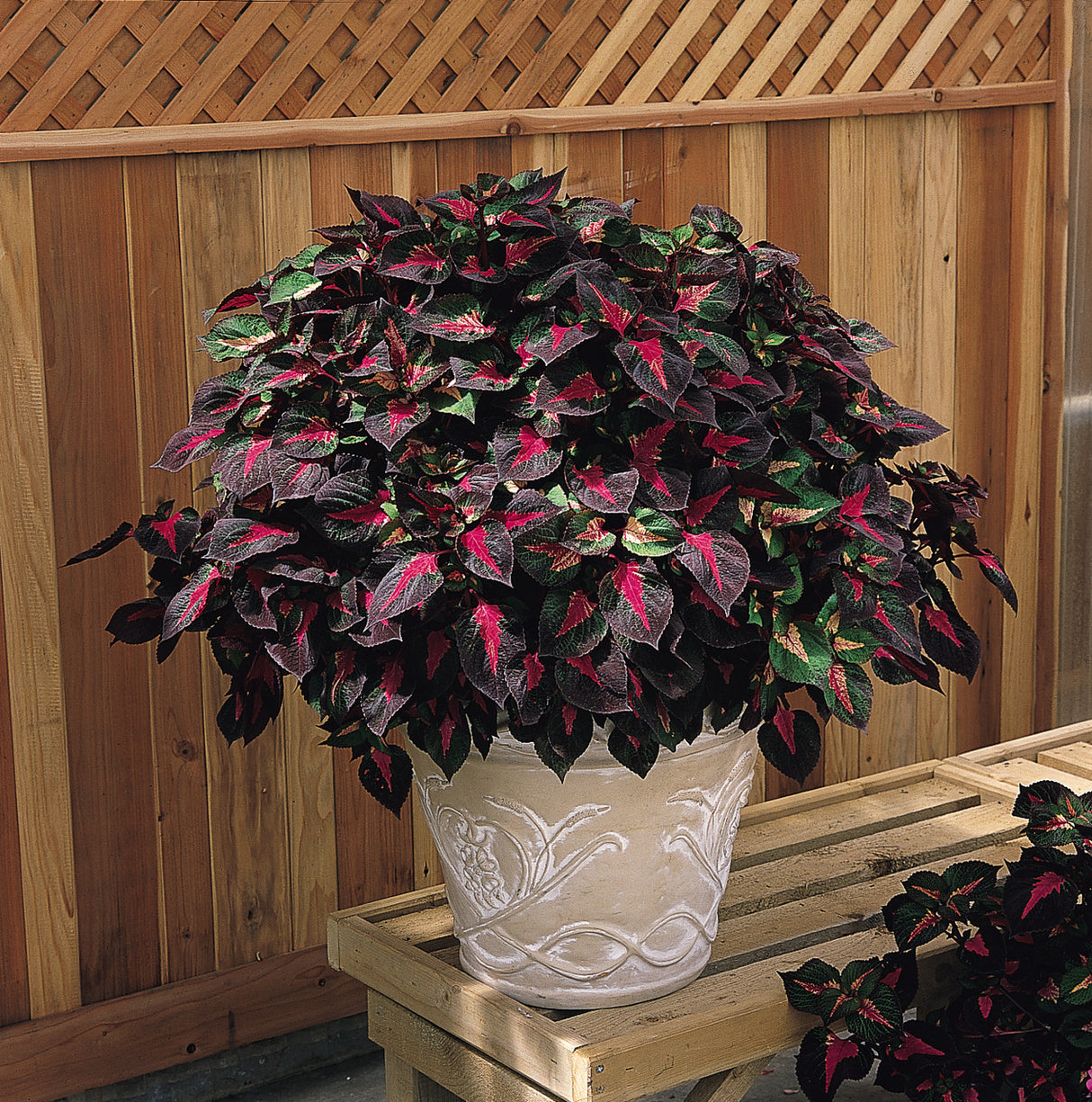 Perilla Magilla® Purple in a pot