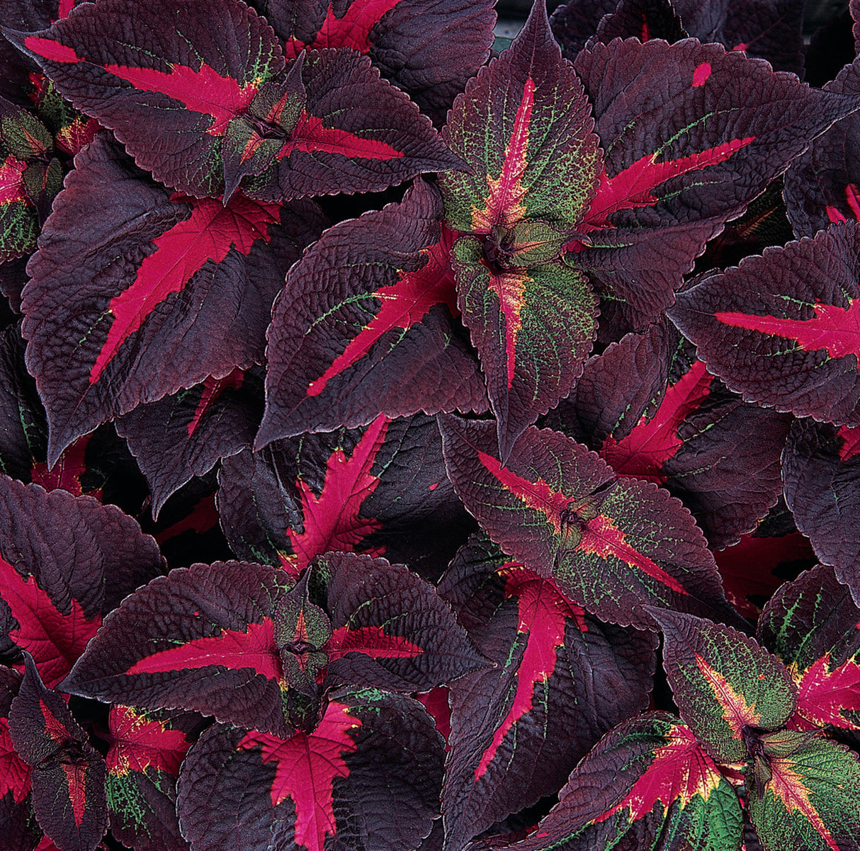 Perilla Magilla® Purple