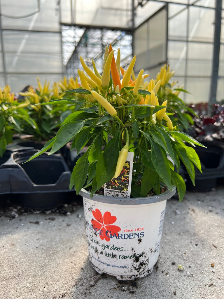 Potted plant with green leaves and small yellow flowers in a greenhouse setting