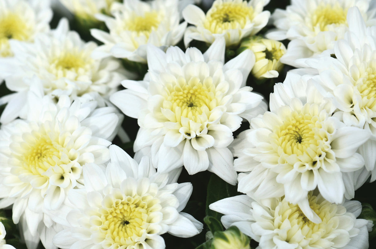 Chrysanthemum 'Celestial White'