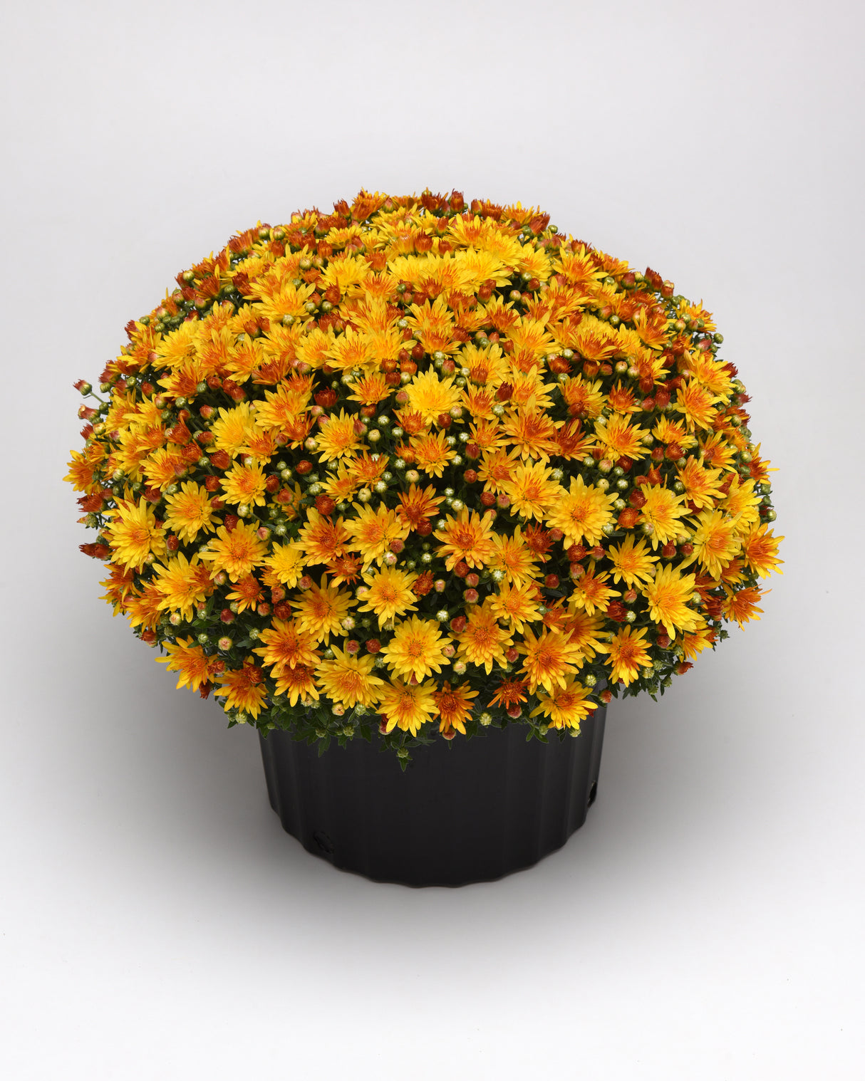 Chrysanthemum 'Cracklin Golden Yellow'