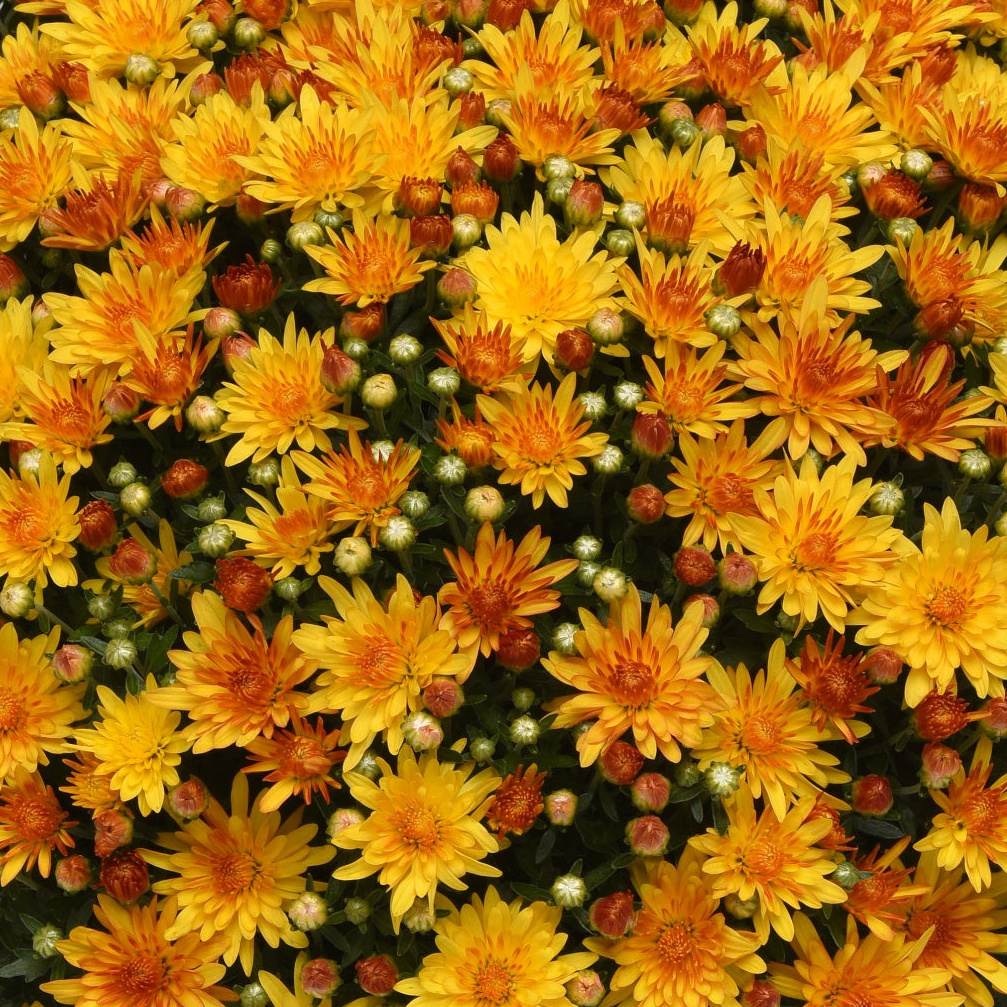 Chrysanthemum 'Cracklin Golden Yellow'