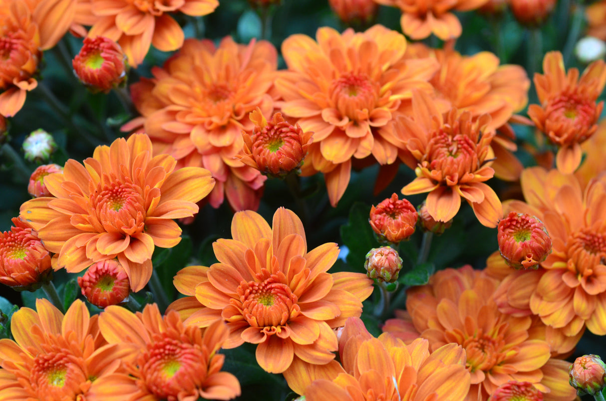 Chrysanthemum 'Pumpkin Pie Orange'