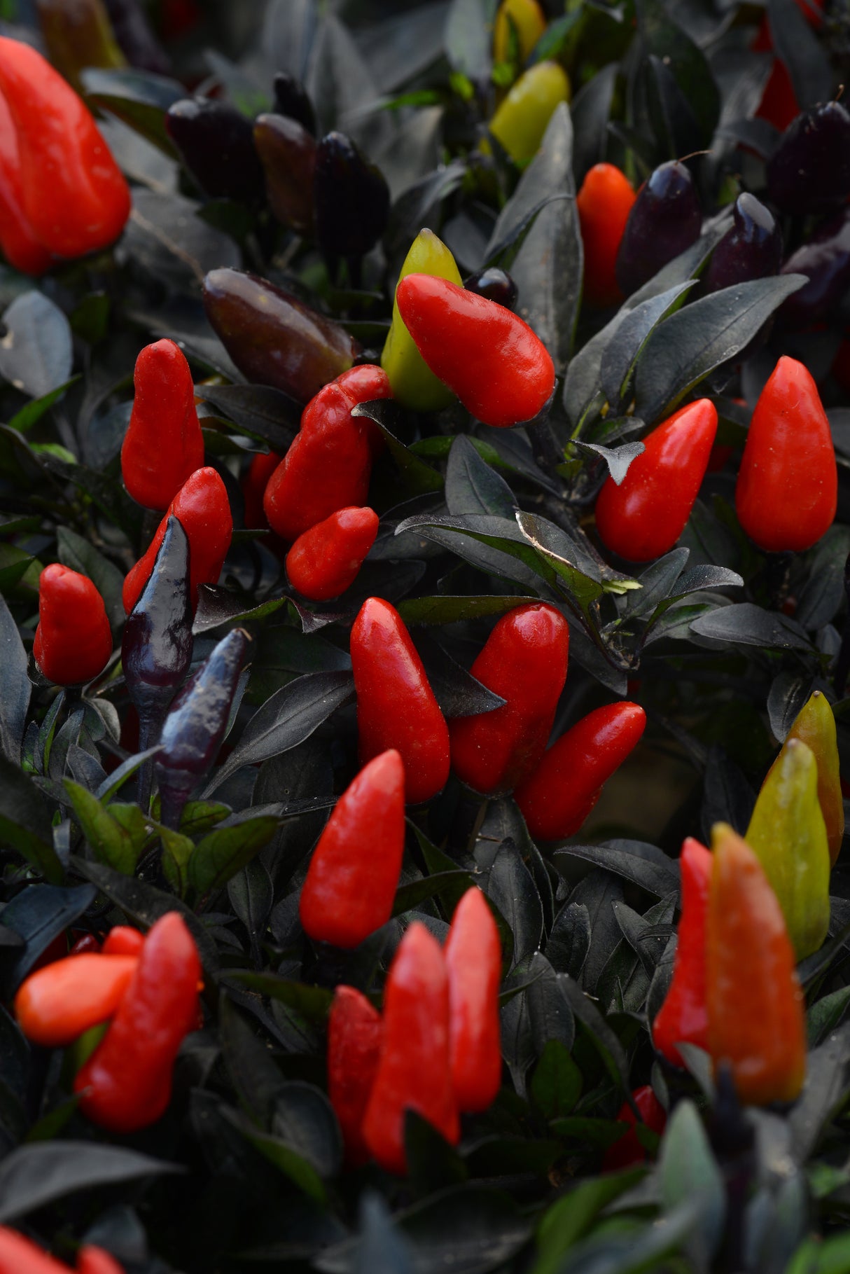 Ornamental Pepper 'Midnight Fire'