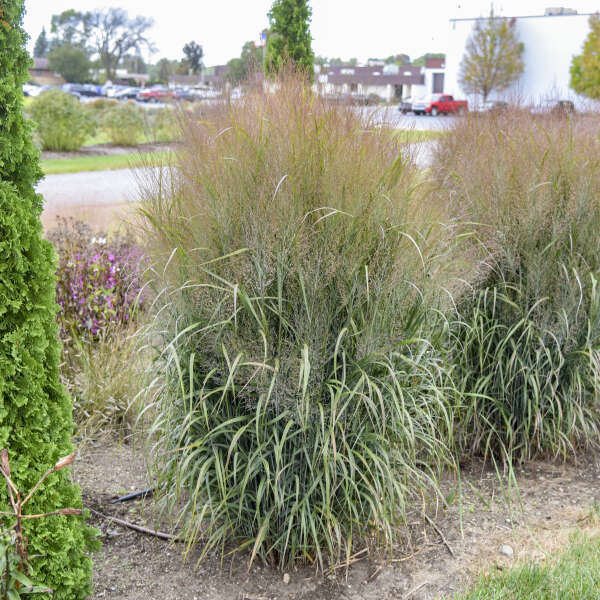Panicum virgatum Prairie Winds® October Sky