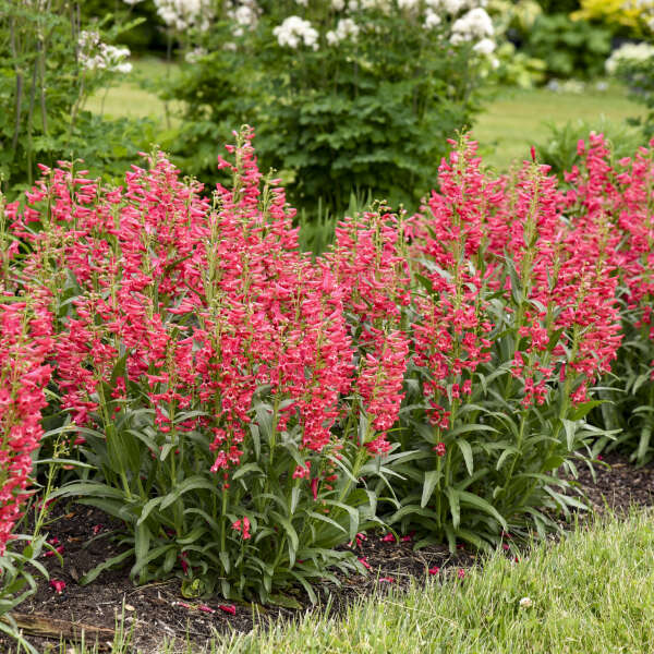 Penstemon Barbatus Bejeweled™ 'Red Rhinestones'