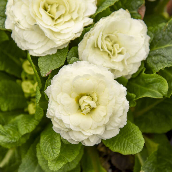 Primula Vulgaris Bouquet Perfect™ Spearmint