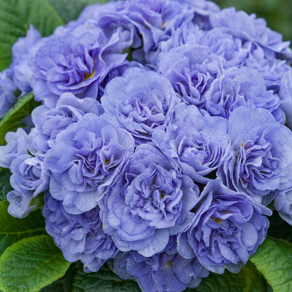 Primula Vulgaris Bouquet Perfect 'Watercolors Blue'