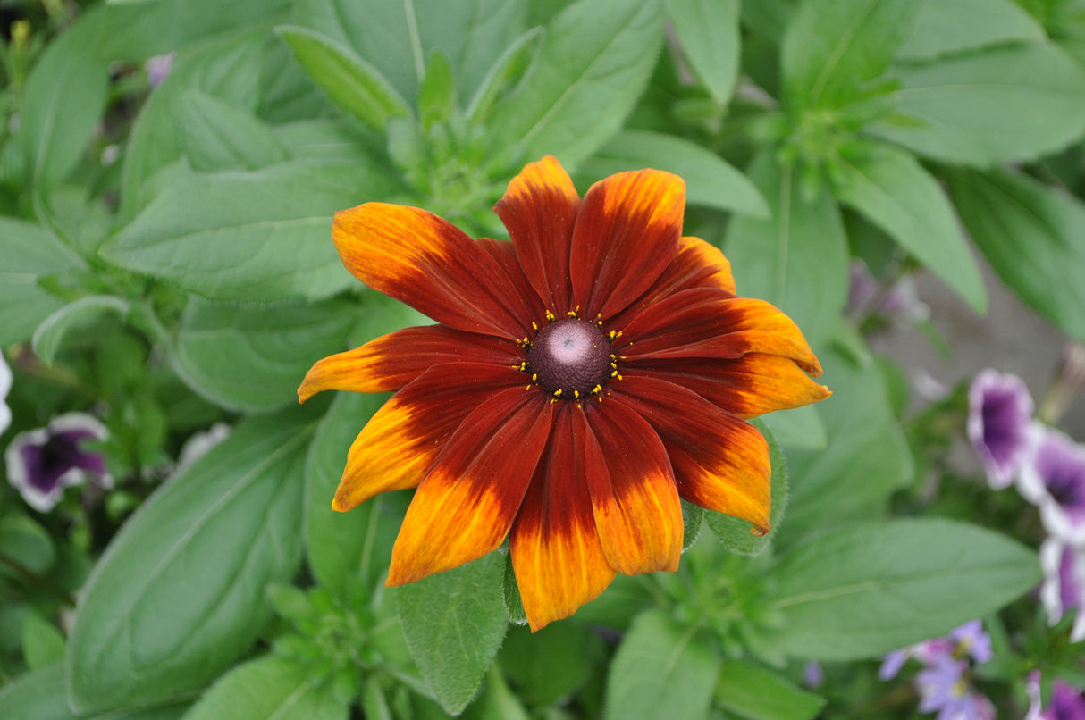Rudbeckia hirta 'Dakota™ Red Shield'