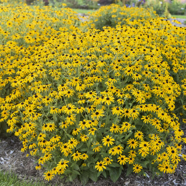 Rudbeckia Hybrid 'Treasure Trove'