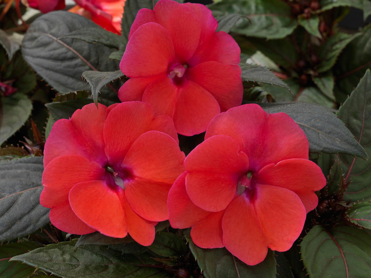 Impatiens SunPatiens® 'Compact Deep Rose' flower