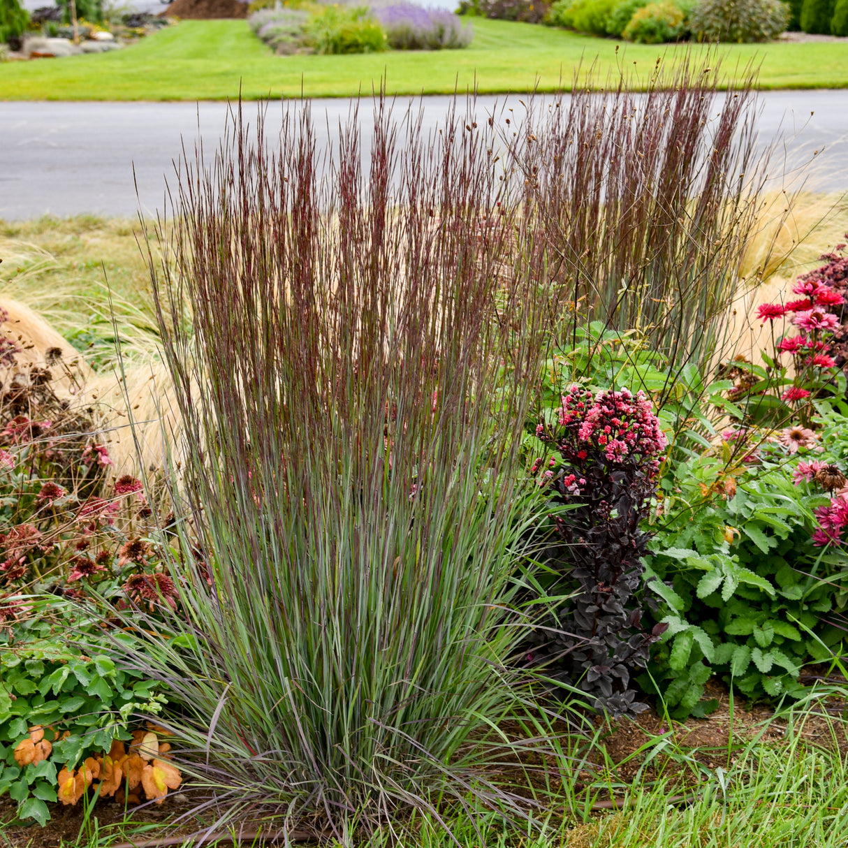 Schizachyrium Scoparium 'Cinnamon Sticks'
