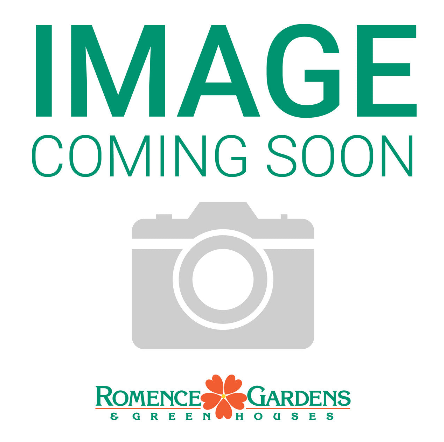 Iris Ensata Dinner Plate™ 'Tub Tim Grob'