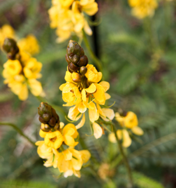 Cassia Popcorn – Romence Gardens & Greenhouses