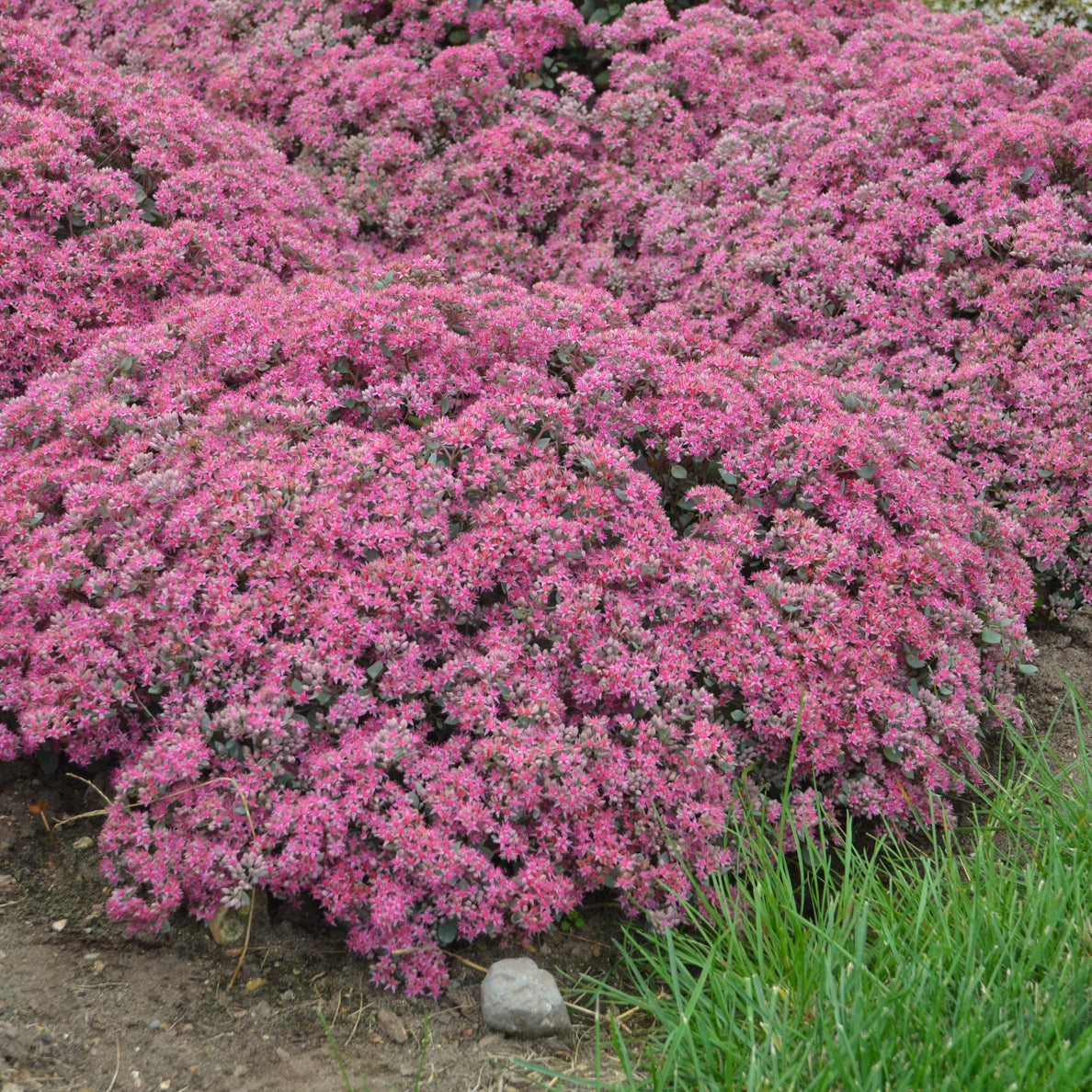 Sedum Hybrid Rock 'N Round™ 'Popstar'