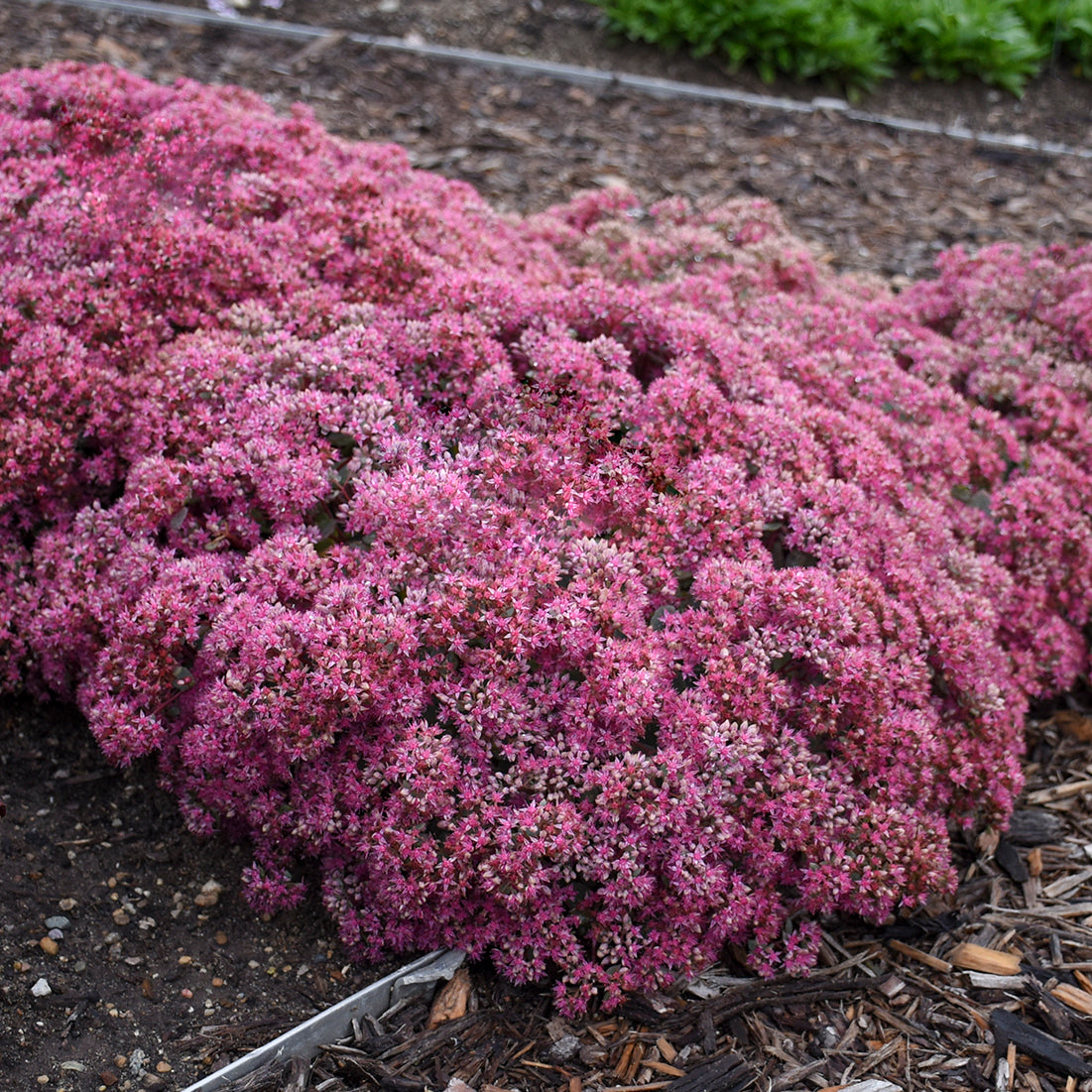 Sedum Hybrid Rock 'N Round™ 'Popstar'