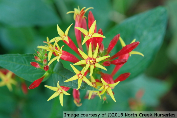 Spigelia marilandica