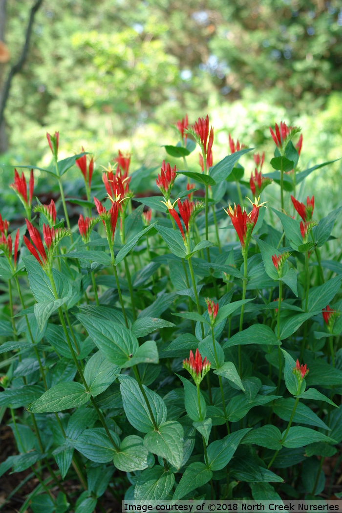 Spigelia marilandica