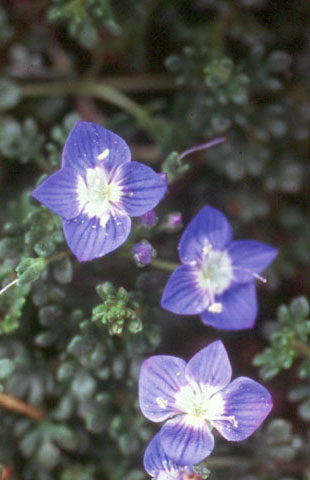 Veronica Oltensis