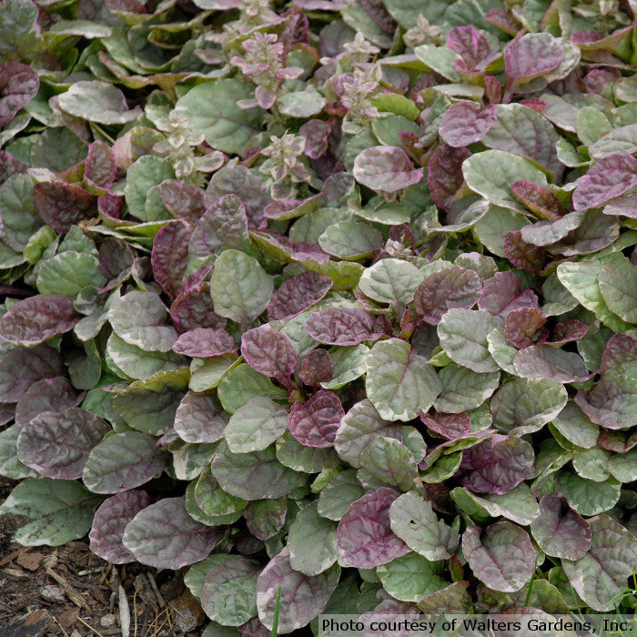 Ajuga reptans 'Burgundy Glow'