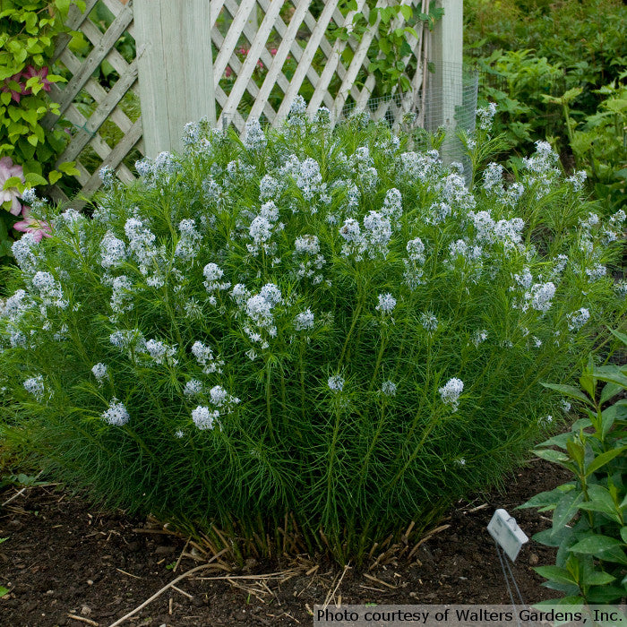 Amsonia hubrichtii